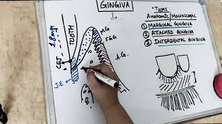 gingiva anatomy  part 1 Carranza [upl. by Verdha296]