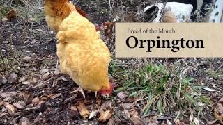 Orpington Chicken February Breed of the Month [upl. by Odirfliw]