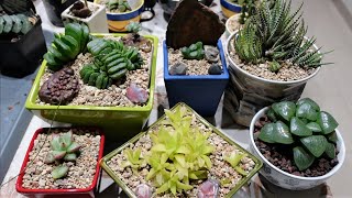 HAWORTHIA  How to Repot amp Propagate [upl. by Dorise]