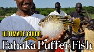 Fahaka Puffer Fish The Fascinating Freshwater Giant [upl. by Furlani]