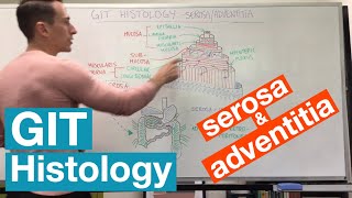 Serosa and Adventitia  GIT Histology [upl. by Aehtla290]