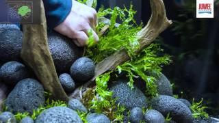 Juwel Aquarium Lido 120 Aquascaping Tutorial [upl. by Ecenahs]