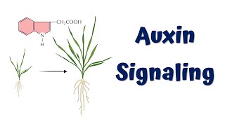 Auxin Signaling Animation  Auxin Hormone [upl. by Burnside]