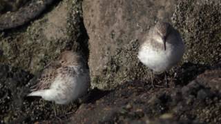 Herken de bonte strandloper in winterkleed [upl. by Finnegan]