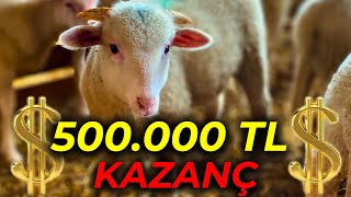 KASAPLIK KUZU YETİŞTİRMEK PARA KAZANDIRIR MI   90 GÜNDE BİR ARABA PARASI KAZANIYOR [upl. by Anuaik]