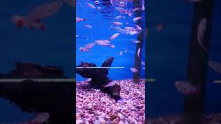 Beautiful Bloodfin tetra Shoaling Blood Fin Tetras Tropical Fish tank Peaceful Community Fish [upl. by Nileuqaj]