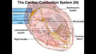 The Cardiac Conduction System [upl. by Klug483]