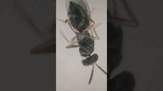 Under Microscope Parasitoids Parasitic Chalcid Wasps Eulophidae Kyìv Ukraine Live 28Febr2023 [upl. by Earazed]