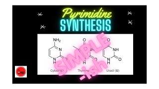 PYRIMIDINE SYNTHESIS barebones explanation [upl. by Phyllida]