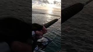 Baitfish fly like birds fishing australia fish beautiful nature wildlife oceanlife [upl. by Massie870]