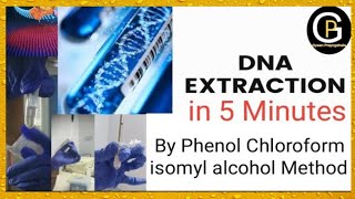 DNA extraction by Phenol Chloroform Isomyl Alcohol Method Part1 DNA Extraction Experiment [upl. by Silda]