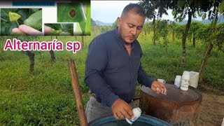 CONTROL DE ALTERNARIA Y ENFERMEDADES EN MARACUYA COMPATIBILIDAD DE PRODUCTOS [upl. by Ahsinrev219]