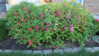 Impatiens balsamina  Garden Balsam Rose Balsam Touchmenot Spotted snapweed [upl. by Eciened378]