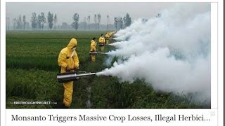 Monsanto Triggers Massive Crop Losses Illegal Herbicide Spraying to Introduce New GMO Crop [upl. by Earehs]