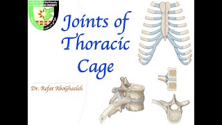 Joints of Thoracic Cage [upl. by Eidnew]