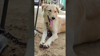 Lebra Dog short video Dog shortvideos deshilifevlogs [upl. by Adnavoj348]