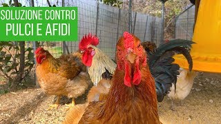 Guarda come si lavano le galline modo naturale contro le pulci [upl. by Apfel538]