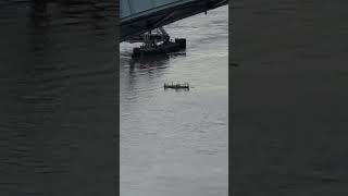 Whats Floating on the Harlem River 🤔 EIGHTYSGUY Shorts Floating Harlem [upl. by Onibag714]