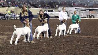 2015 Oklahoma Youth Expo Grand Goat Drive [upl. by Zerline571]