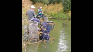 Silverfoxangling  Friday  29072016  Viaduct Fishery [upl. by Nikral]