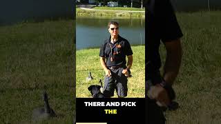 Using an Assistant for Steadiness Training  Duck Dog Training [upl. by Scoles]