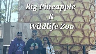 Big Pineapple amp Wildlife Zoo Nambour Sunshine Coast QLD [upl. by Lizzie]