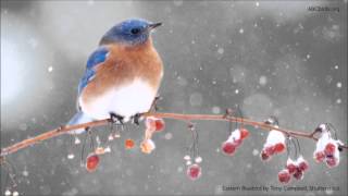 Eastern Bluebird Song [upl. by Acemaj]