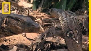 Cobra vs Monitor Lizard  National Geographic [upl. by Knowlton]