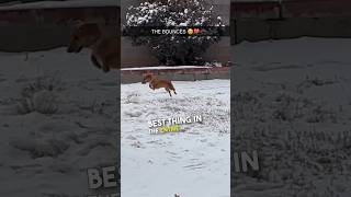 This wiener dog LOVES the snow ❤️ [upl. by Tiffani991]