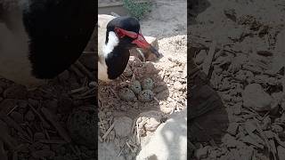 Red wattled lapwing taterri bird voice Red wattled lapwing taterri bird voice Redwattledvoice [upl. by Uchida885]