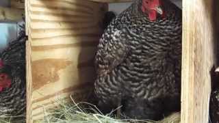 Barred Rock Chicken Laying an Egg [upl. by Are757]