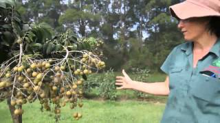 Pruning a Longan Tree DaleysFruitcomau [upl. by Anama]