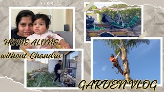 HOME ALONE WITHOUT CHANDRU  HOW TO CUT TREE IN AUSTRALIA  GARDEN VLOG  NADHIRA VLOG TAMIL [upl. by Nevaed]