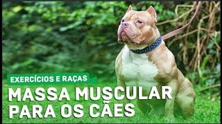 Ganho de Massa Muscular para os Cães Adianta só Vitamina Exercício Fisico Natação para Cachorro [upl. by Frodi]