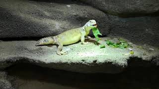 Uromastyx thomasi eating [upl. by Imij724]