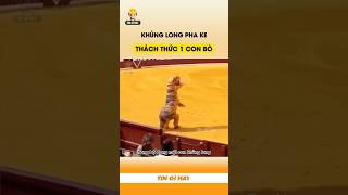 Khủng long pha ke thách thức 1 con bò [upl. by Binette]