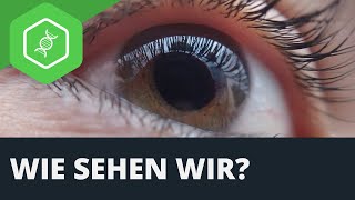 Auge  Wie sehen wir [upl. by Rist]