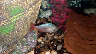 Adult Columbian Tetra [upl. by Scibert361]