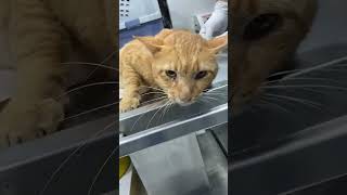 Urgent Action Needed Innocent Cat Internally Bleeding After Brutal Attack By WildUPDATE BELOW [upl. by Horace]