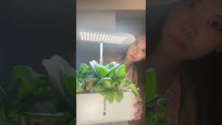 Affordable Indoor Garden Review aerogarden amazon knockoff [upl. by Zedekiah296]