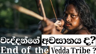 වැද්දන්ගේ අවසානයද   End of the Vedda Tribe   Sanoj T [upl. by Rotceh788]