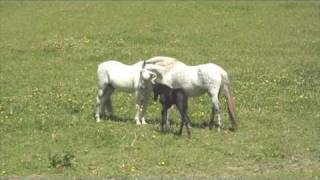 Andalusian mare with new foal meets stallion dad [upl. by Bunni584]