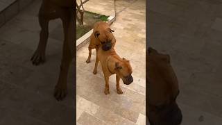 👑Bull mastiff Mating 🔥dogdoglovers shorts [upl. by Trow]