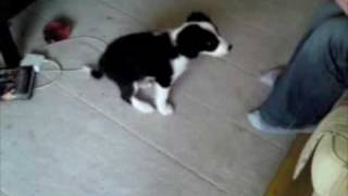 Effie the 10 week old sprollie puppy doing tricks [upl. by Hashum]