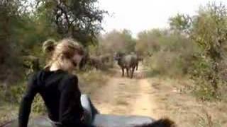 Extreme Buffalo Safari at the Kruger National Park [upl. by Weiss]