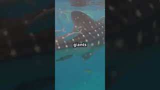 Discover the Gentle Giant Whale Shark [upl. by Ativad]