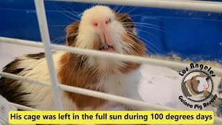 Guinea Pig Left to Die [upl. by Anahsat445]