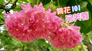 【賞花101】吊芙蓉 【Appreciation of Flowers 101】Scarlet Dombeya [upl. by Kornher]