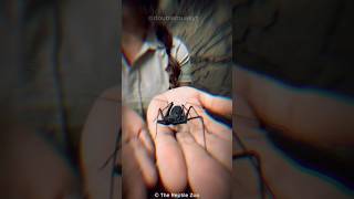 Tailless Whip Scorpion 🕷️ shorts [upl. by Nuawd]