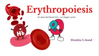 Erythropoiesis Red blood cell formation hematology stemcells medicalterminology redbloodcells [upl. by March]